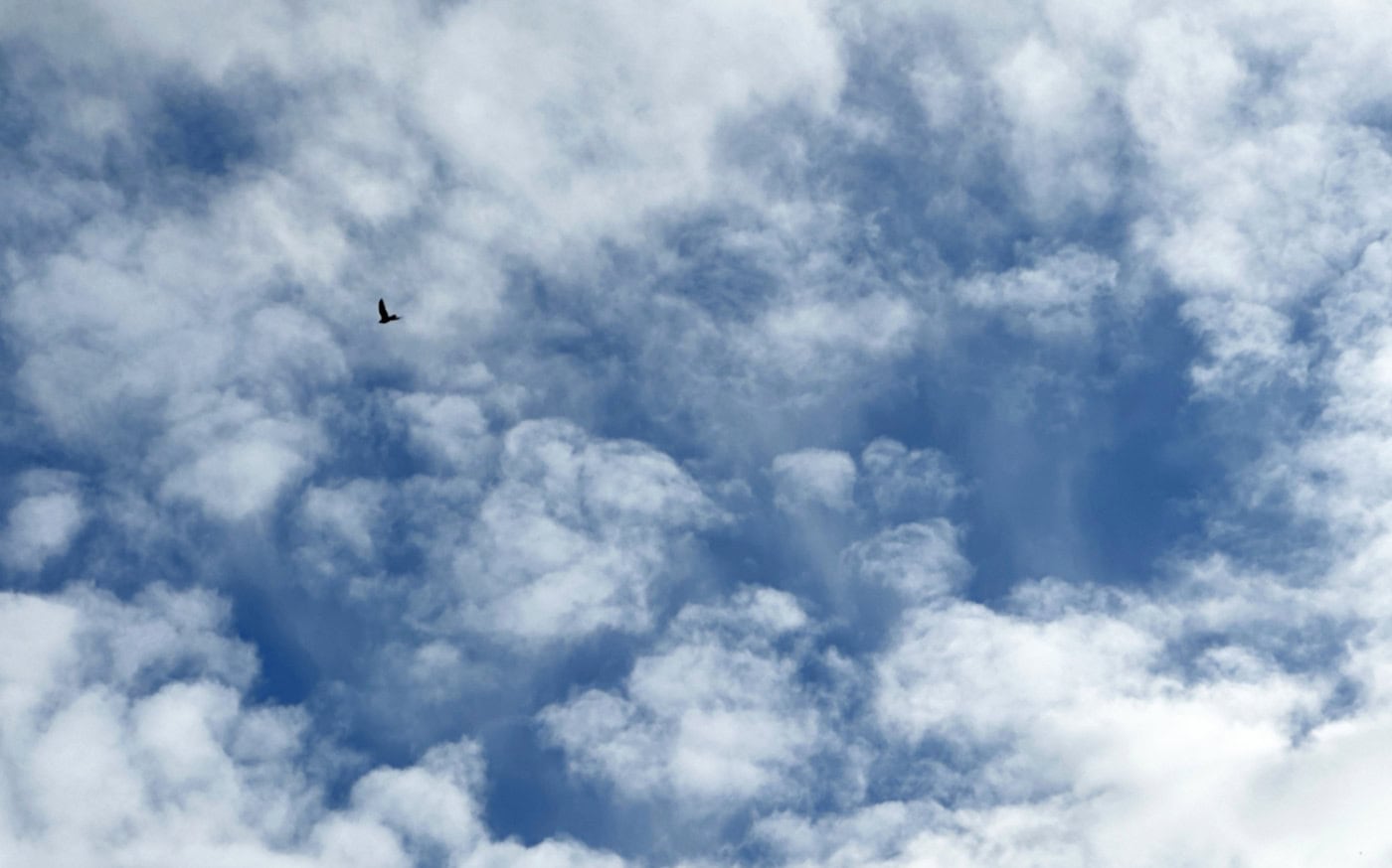 puffy white heaps of cumulus clouds, and possibly altocumulus above them, and thin veils of cirrus cloud, in front of a dark blue sky, with a bird flying