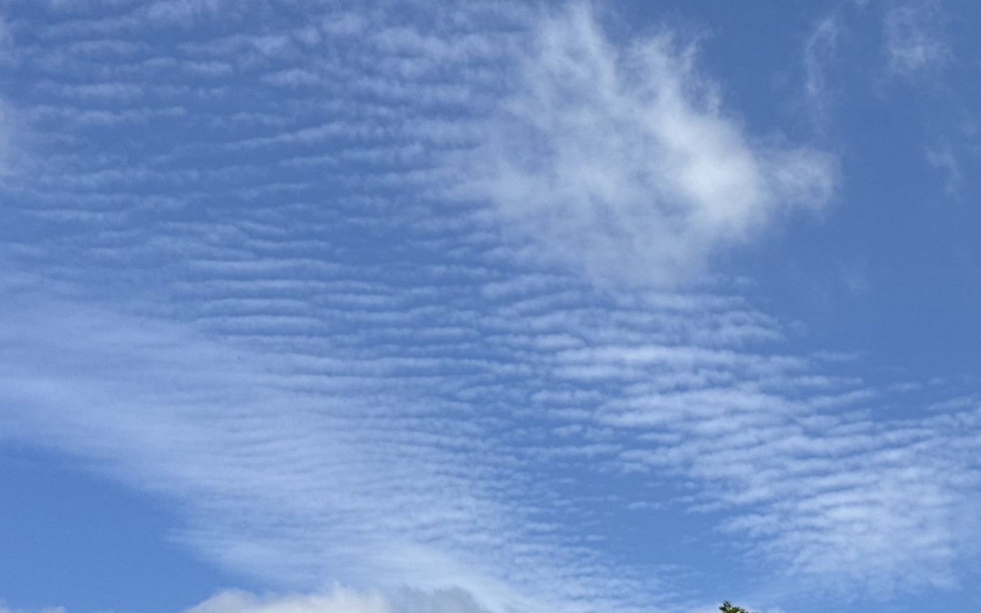 ripples of altocumulus clouds across a blue sky
